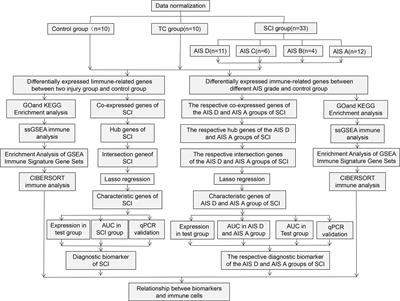 Identification of immunodiagnostic blood biomarkers associated with spinal cord injury severity